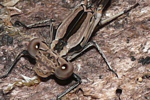 Argia sp.