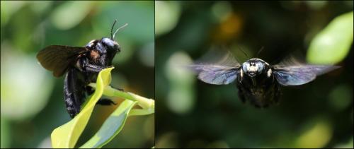 Xylocopa sp.