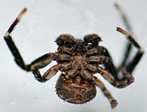 Bassaniodes bliteus