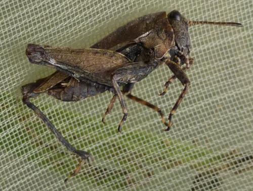 Réf. 135 040 : Tetrix undulata