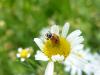 135147 – Photo : Andre Astric – France (68)