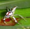 135223 – Photo : Yanissea – Guyane française
