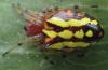 135869 – Photo : Yanissea – Guyane française