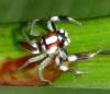 135222 – Photo : Yanissea – Guyane française