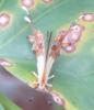 135797 – Photo : Yanissea – Guyane française