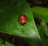 135215 – Photo : Yanissea – Guyane française
