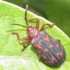 135723 – Photo : Yanissea – Guyane française