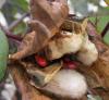 135108 – Photo : Yanissea – Guyane française