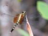 135795 – Photo : Yanissea – Guyane française