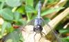 135590 – Photo : Yanissea – Guyane française