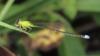 135802 – Photo : Yanissea – Guyane française
