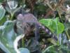 135656 – Photo : Yanissea – Guyane française