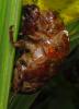 135421 – Photo : Yanissea – Guyane française