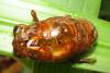 135422 – Photo : Yanissea – Guyane française