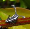 135418 – Photo : Yanissea – Guyane française