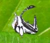 135417 – Photo : Yanissea – Guyane française