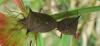 135156 – Photo : Yanissea – Guyane française