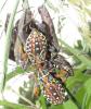 135801 – Photo : Yanissea – Guyane française