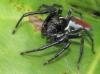 135874 – Photo : Yanissea – Guyane française