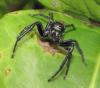 135873 – Photo : Yanissea – Guyane française