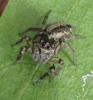 135875 – Photo : Yanissea – Guyane française