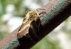 135621 – Photo : Nicolas Alric – France (05)