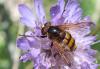 135574 – Photo : Nicolas Alric – France (05)