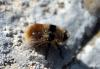 135805 – Photo : Nicolas Alric – France (05)