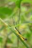 135707 – Photo : David Sannier – Thaïlande