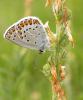 135608 – Photo : David Sannier – France (74)