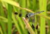 135391 – Photo : David Sannier – Thaïlande
