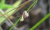 135475 – Photo : Michalke Friedrich – Réunion (La)
