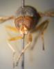 135513 – Photo : Valentin Nidergas – France (73)