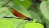 135388 – Photo : David Sannier – Thaïlande