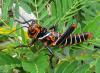135272 – Photo : Yanissea – Guyane française