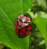 135312 – Photo : Yanissea – Guyane française