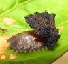 135087 – Photo : Yanissea – Guyane française