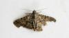 135605 – Photo : Michalke Friedrich – Réunion (La)