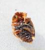 Rhyzobius chrysomeloides