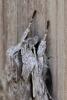 135033 – Photo : Vincent MATHEZ – France (74)