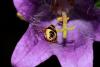 135560 – Photo : Vincent MATHEZ – France (74)