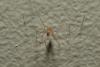 Pholcus phalangioides