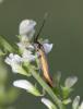 Coleophora sp.