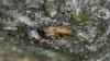 135571 – Photo : Nicolas Baudet – France (39)