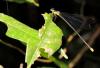 135411 – Photo : David Sannier – Thaïlande