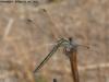 135142 – Photo : Mickaël Villemagne – Afrique du Sud