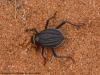 135061 – Photo : Mickaël Villemagne – Afrique du Sud