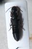 135051 – Photo : Akaren Goudiaby – France (78)