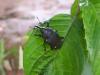135563 – Photo : Christophe Girod – Suriname