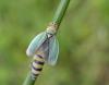 135329 – Photo : Maria Justamond – France (76)